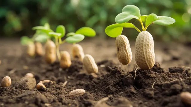 1*f4rYa5bUczW7SZmu0EoRkA