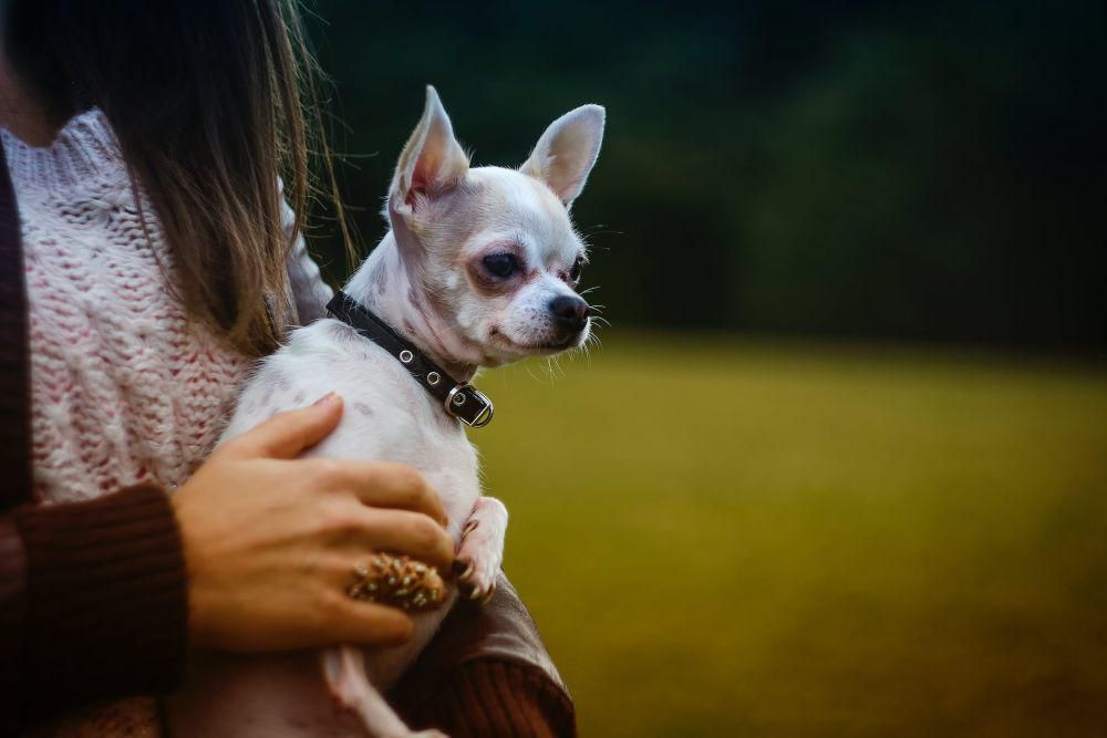 4 Penyebab Bau Pada Anjing yang Tidak Boleh Diabaikan!