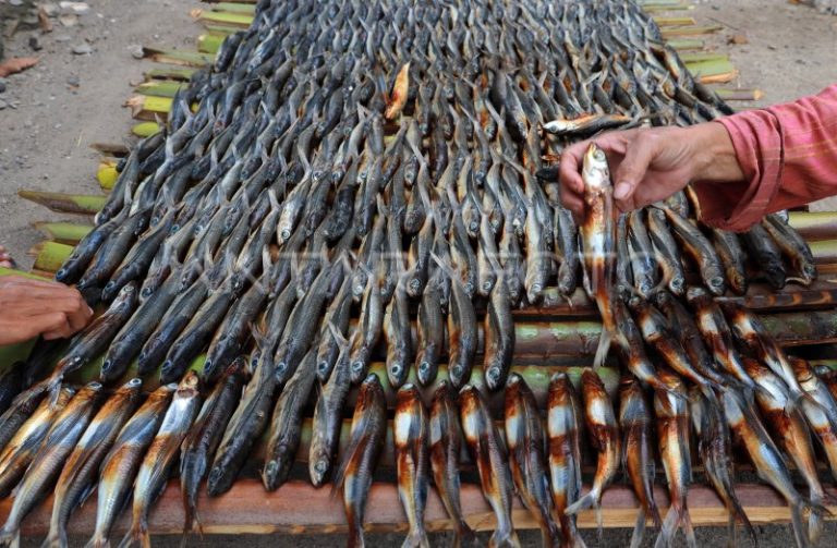 produksi-ikan-asap-khas-majene-yu4d-dom.jpg