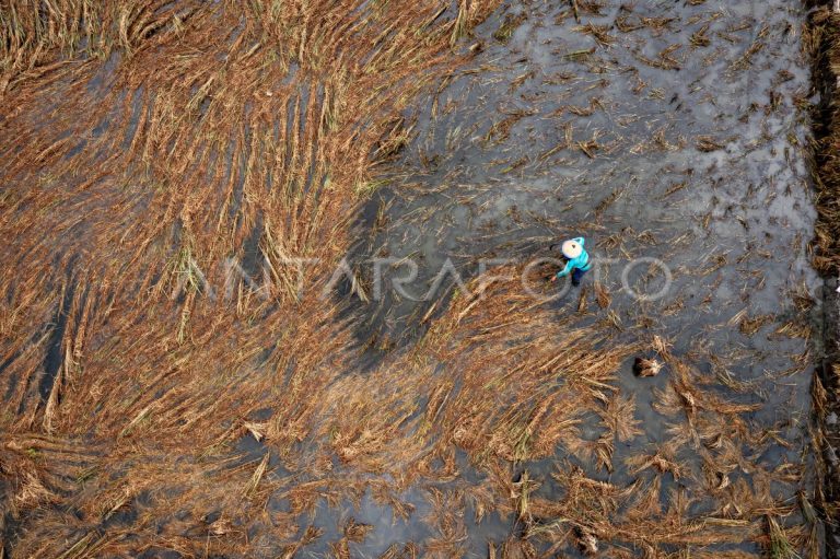 ribuan-hektare-lahan-pertanian-terdampak-banjir-di-demak-1abyl-dom.jpg
