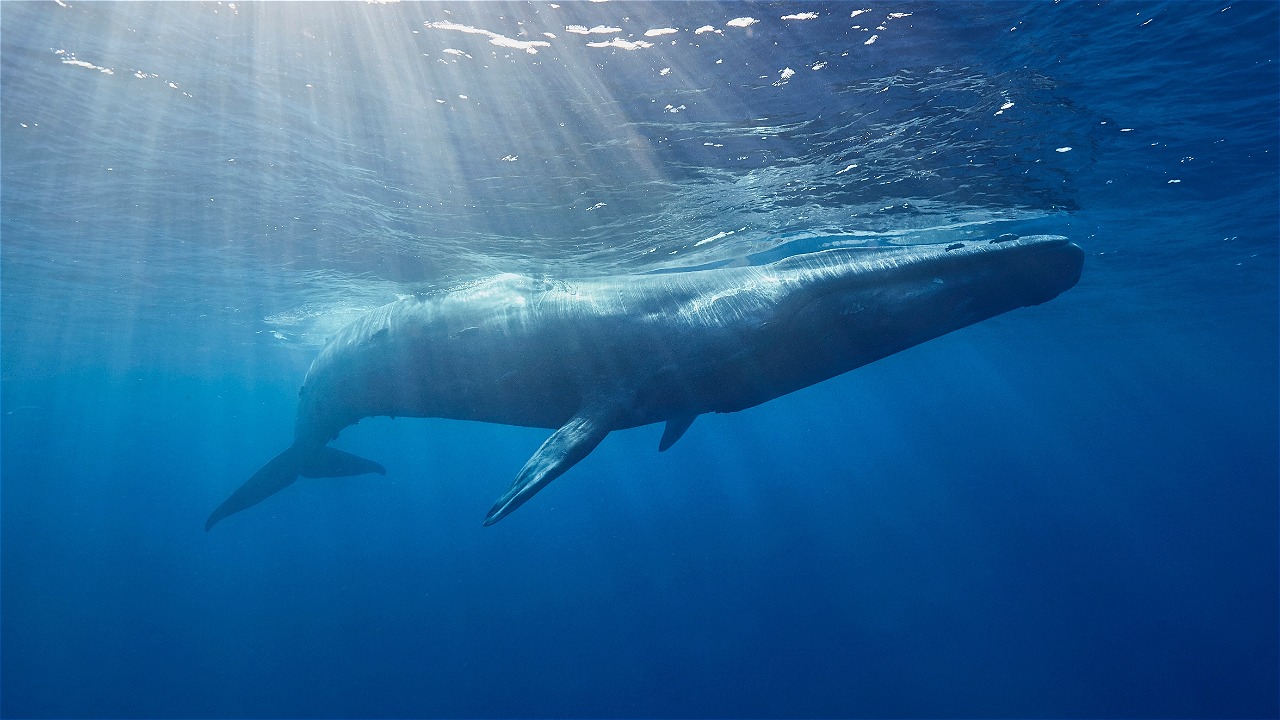 Misi OceanX-BRIN Temukan Paus Baru di Perairan Indonesia