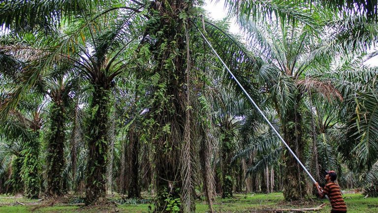 korupsi-sawit-libatkan-menteri-jokowi