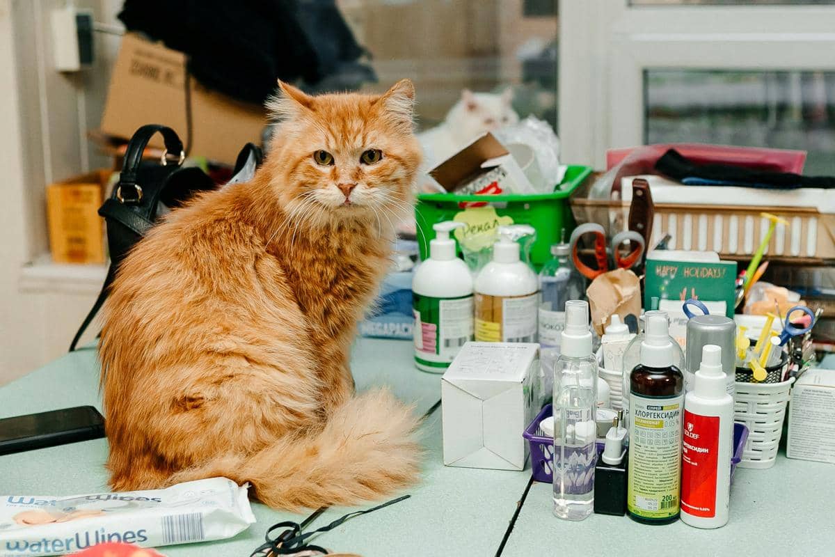 Punya Kucing Oren? Ini Fakta Ilmiah dan Sifat Menariknya