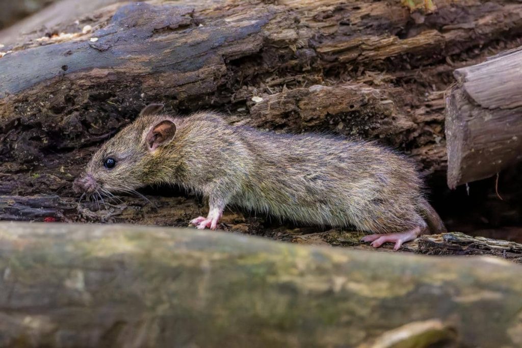 Benarkah Tikus Hewan Pendendam? Ini Fakta Ilmiahnya!