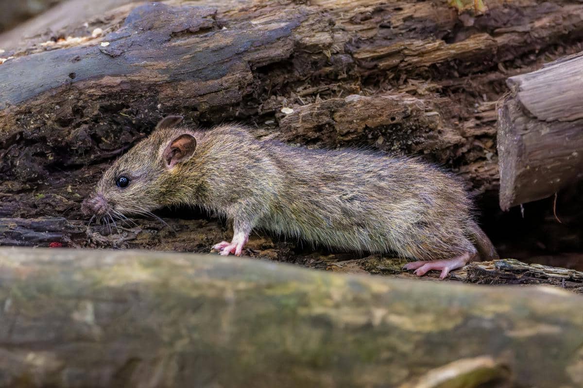 Benarkah Tikus Hewan Pendendam? Ini Fakta Ilmiahnya!